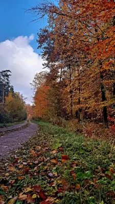 Przyroda w pobliżu tego apartamentu