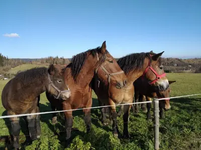 Zwierzęta w domu wakacyjnym lub w pobliżu