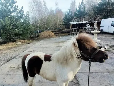 Zwierzęta w hostelu lub w pobliżu
