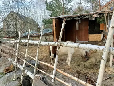 Zwierzęta w hostelu lub w pobliżu