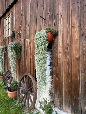 Ogród w obiekcie Dom Pod Dębem Agroturystyka