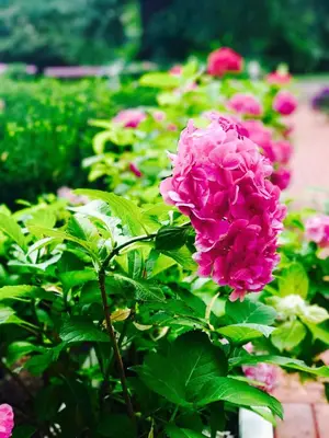 Ogród w obiekcie Rezydencja Willa Park & Restauracja