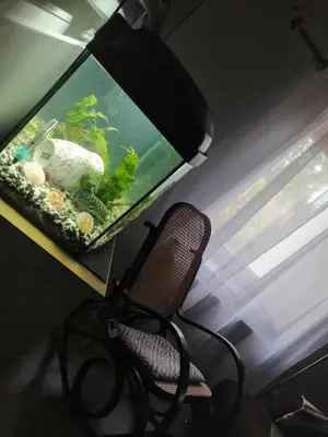 Zwierzęta w apartamencie lub w pobliżu