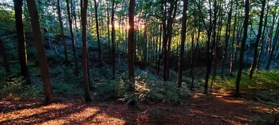 Przyroda w pobliżu tego pensjonatu