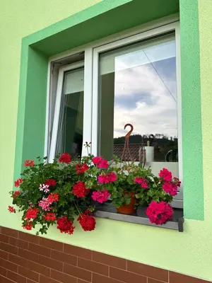Ogród w obiekcie Mr. Sowa Sokolec