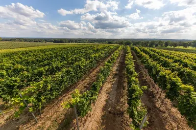 Przyroda w pobliżu tego gospodarstwa agroturystycznego