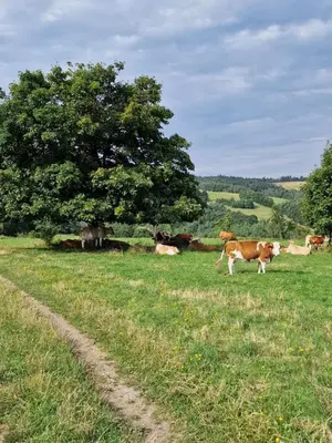 Zwierzęta w domu w stylu alpejskim lub w pobliżu