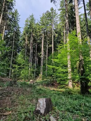Przyroda w pobliżu tego domu w stylu alpejskim