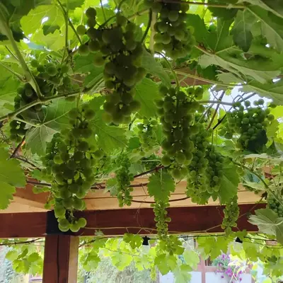 Ogród w obiekcie L'Angolo Divino