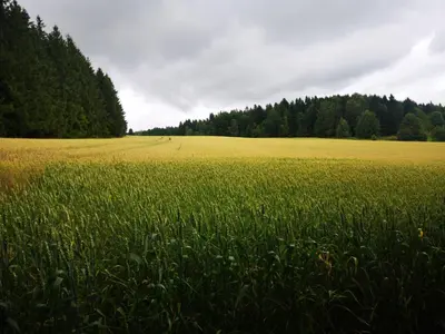 Przyroda w pobliżu tego domu wakacyjnego