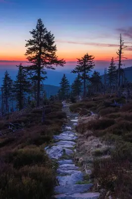 Przyroda w pobliżu tego domu w stylu alpejskim