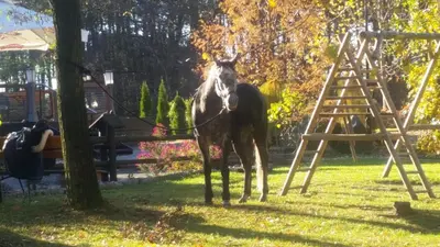 Zwierzęta in lodge lub w pobliżu