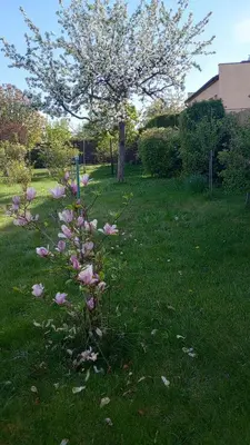 Ogród w obiekcie Dom Wakacyjny JM