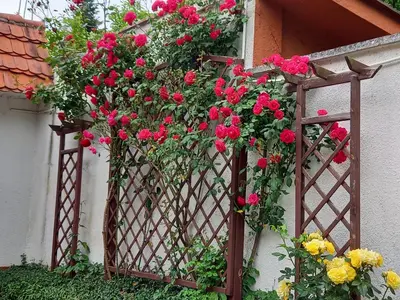 Ogród w obiekcie Apartament 2-pokojowy 55 m2, koło ZOO, Hali Stulecia