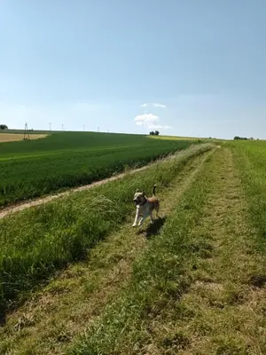 Zwierzęta zatrzymujące się w obiekcie Kulibaba