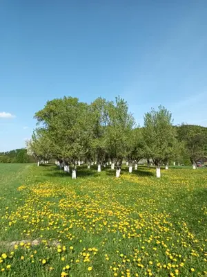 Ogród w obiekcie Kulibaba
