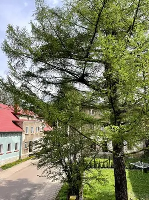 Ogród w obiekcie Pod Modrzewiem