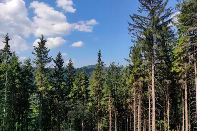 Przyroda w pobliżu tego domu wakacyjnego