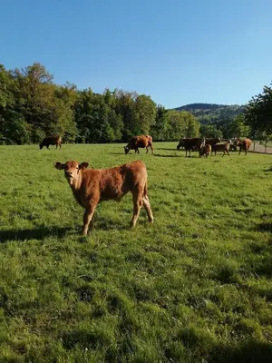Zwierzęta w domu wakacyjnym lub w pobliżu