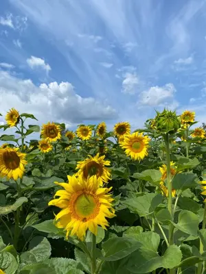 Plan piętra w obiekcie Agroturystyka Borów