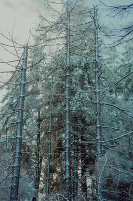 Przyroda w pobliżu tego apartamentu