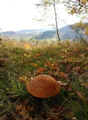 Przyroda w pobliżu tego domu wakacyjnego
