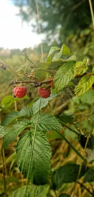 Plan piętra w obiekcie Leśna Ostoja