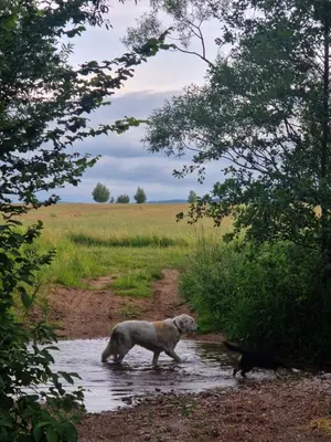 Przyroda w pobliżu tego apartamentu