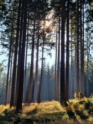 Przyroda w pobliżu tego apartamentu