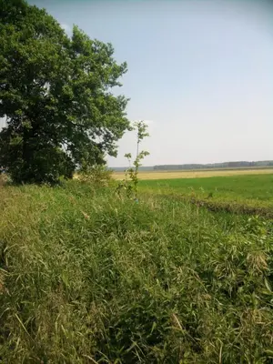 Przyroda w pobliżu tego domu wakacyjnego