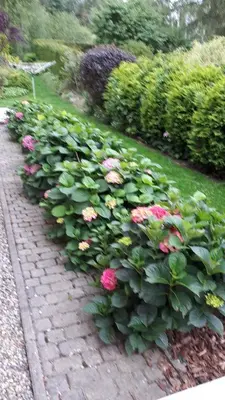 Ogród w obiekcie Noclegi u Ireny