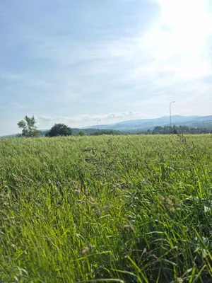 Przyroda w pobliżu tego apartamentu