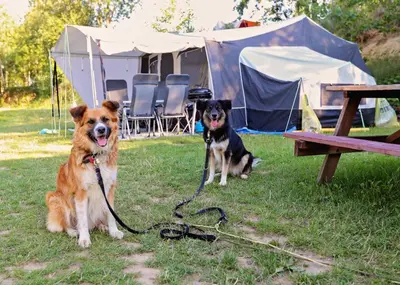 Zwierzęta zatrzymujące się w obiekcie Camping Forteca, parcele kempingowe nad wodą, z własnym namiotem lub przyczepą