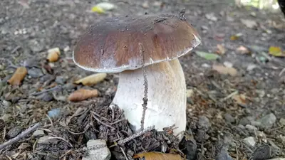 Plan piętra w obiekcie Przystanek Dzika Dolina
