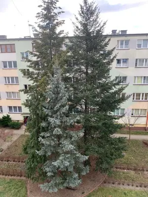 Ogród w obiekcie Apartament na Jasnym