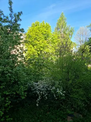 Przyroda w pobliżu tego apartamentu