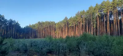 Przyroda w pobliżu tego domu wakacyjnego