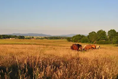 Zwierzęta w domu wakacyjnym lub w pobliżu