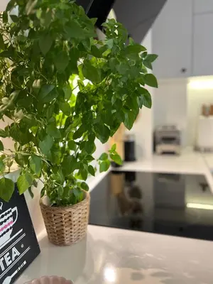 Kuchnia lub aneks kuchenny w obiekcie Wyjątkowy apartament blisko ZOO