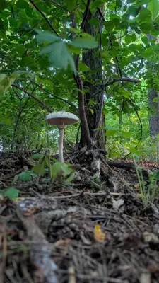 Ogród w obiekcie Pod Orzechem Włoskim 1