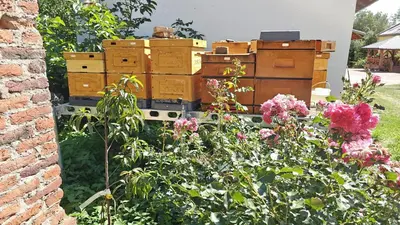 Ogród w obiekcie Pasieka Miody Gór Opawskich