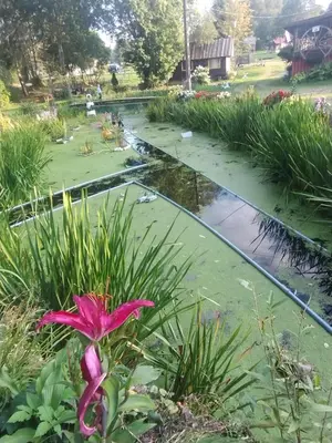 Ogród w obiekcie Herbergeròwka Agroturystyka na Wsi