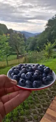 Przyroda w pobliżu tego domu w stylu alpejskim