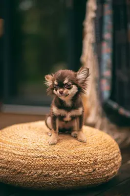 Zwierzęta zatrzymujące się w obiekcie Leśny Chill House