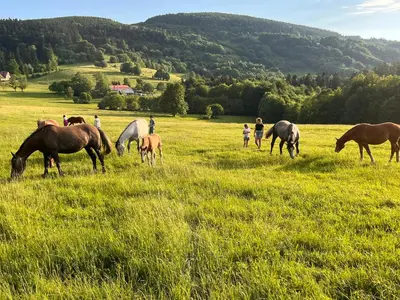Zwierzęta w obiekcie B&B lub w pobliżu