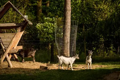 Zwierzęta w obiekcie B&B lub w pobliżu