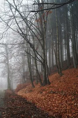 Przyroda w pobliżu tego apartamentu