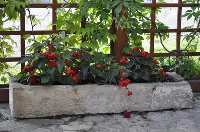 Ogród w obiekcie Gospodarstwo Gościnne Jesionówka