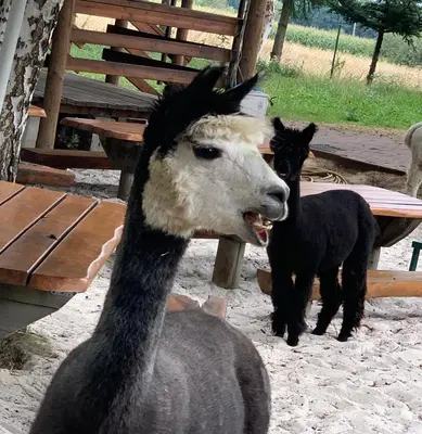 Zwierzęta w hotelu lub w pobliżu