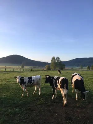 Zwierzęta w gospodarstwie agroturystycznym lub w pobliżu